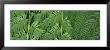 Ferns, Botanical Gardens Of Buffalo And Erie County, Buffalo, New York, Usa by Panoramic Images Limited Edition Pricing Art Print