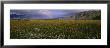 Wildflowers In A Landscape, Anza-Borrego Desert State Park, California, Usa by Panoramic Images Limited Edition Print