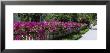 Azaleas On A Picket Fence Along A Sidewalk, Boca Grande, Gasparilla Island, Florida, Usa by Panoramic Images Limited Edition Pricing Art Print