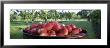 Apples In A Container by Panoramic Images Limited Edition Print