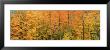 Trees In A Forest, Memorial State Forest, New York State, Usa by Panoramic Images Limited Edition Print