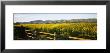 Crops In A Field, Napa Valley, California, Usa by Panoramic Images Limited Edition Print