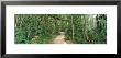 Trees On Both Sides Of A Path, Fort Caroline National Memorial, Jacksonville, Florida, Usa by Panoramic Images Limited Edition Print