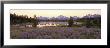 Wildflowers In The Uncultivated Landscape, Grand Teton National Park, Wyoming, Usa by Panoramic Images Limited Edition Print