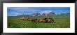 Horses Standing And Grazing In A Meadow, Borgarfjordur, Iceland by Panoramic Images Limited Edition Print