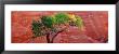 A Cottonwood Tree In Front Of A Sandstone Wall, Escalante National Monument, Utah, Usa by Panoramic Images Limited Edition Print