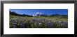 Wildflowers On A Landscape, Mt. Rainier National Park, Washington State, Usa by Panoramic Images Limited Edition Pricing Art Print