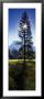 Sun Behind Pine Tree, Half Dome, Yosemite Valley, California, Usa by Panoramic Images Limited Edition Print