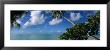 Palm Tree On The Beach, French Polynesia by Panoramic Images Limited Edition Print