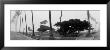 Palm Trees And Fog, San Diego, California by Panoramic Images Limited Edition Print