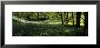 Newton Wood, Flowers In A Forest, England, United Kingdom by Panoramic Images Limited Edition Print