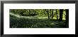 Newton Wood, Flowers In A Forest, England, United Kingdom by Panoramic Images Limited Edition Pricing Art Print