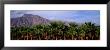 Date Palm Grove Near Borrego Springs, California, Usa by Panoramic Images Limited Edition Print