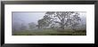 Koa Trees On A Landscape, Mauna Kea, Mana Road, Big Island, Hawaii, Usa by Panoramic Images Limited Edition Print