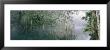 View Of Mist Over A Lake In The Wilderness, Blue Springs State Park, Florida, Usa by Panoramic Images Limited Edition Print