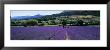 Mountain Behind A Lavender Field, Provence, France by Panoramic Images Limited Edition Pricing Art Print
