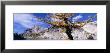Larch Tree, Enchantment Lakes, Washington State, Usa by Panoramic Images Limited Edition Pricing Art Print