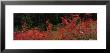 Willamette National Forest, Oregon, Usa by Panoramic Images Limited Edition Print