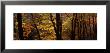 Mid Section View Of Trees, Littlebeck, North Yorkshire, England, United Kingdom by Panoramic Images Limited Edition Pricing Art Print
