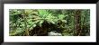 Rainforest, Mt. Field National Park, Tasmania, Australia by Panoramic Images Limited Edition Pricing Art Print