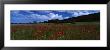 Flowers On A Field, Staxton, North Yorkshire, England, United Kingdom by Panoramic Images Limited Edition Print