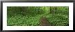 Walkway In The Forest, Porter Creek Trail, Great Smoky Mountains National Park, Tennessee, Usa by Panoramic Images Limited Edition Pricing Art Print