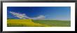 Wheat And Canola Field, Washington State, Usa by Panoramic Images Limited Edition Print