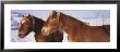 Close-Up Of Two Ponies, Iceland by Panoramic Images Limited Edition Print