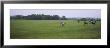 Group Of Men Playing Polo In A Field, New York State, Usa by Panoramic Images Limited Edition Print