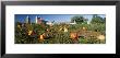 Pumpkin Crop Near Silo, Kent County, Michigan, Usa by Panoramic Images Limited Edition Print