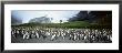 King Penguins, Gold Harbor, South Georgia Island, Falkland Islands by Panoramic Images Limited Edition Pricing Art Print