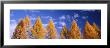 Lark Trees, Switzerland by Panoramic Images Limited Edition Pricing Art Print