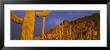 Saguaro Cactus, Tucson, Arizona, Usa by Panoramic Images Limited Edition Print