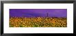 Field Coreopsis Flowers, Texas, Usa by Panoramic Images Limited Edition Pricing Art Print