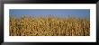 Field Of Wheat, France by Panoramic Images Limited Edition Print