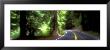 Road, Redwoods, Mendocino County, California, Usa by Panoramic Images Limited Edition Print