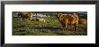 Highland Cattle On A Grassy Field, Isle Of Mull, Scotland, United Kingdom by Panoramic Images Limited Edition Print