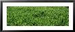Close Up, Detail Of, Green, Grass by Panoramic Images Limited Edition Pricing Art Print