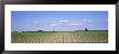 Soybean Field, Marion County, Illinois, Usa by Panoramic Images Limited Edition Print