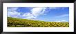 Mustard Fields, Napa Valley, California, Usa by Panoramic Images Limited Edition Pricing Art Print
