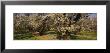 Almond Trees In A Park, Sacramento Valley, California, Usa by Panoramic Images Limited Edition Print