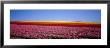 Field Of Flowers, Near Encinitas, California, Usa by Panoramic Images Limited Edition Print