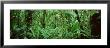Monteverde Cloud Forest Reserve, Costa Rica by Panoramic Images Limited Edition Print