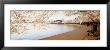 Cherry Blossoms, Washington Dc, District Of Columbia, Usa by Panoramic Images Limited Edition Print