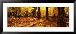 Tree Lined Road, Massachusetts, Usa by Panoramic Images Limited Edition Pricing Art Print