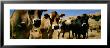 Close Up Of Cows, California, Usa by Panoramic Images Limited Edition Print