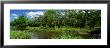 Jungle Gardens, Avery Island, Southern, Louisiana, Usa by Panoramic Images Limited Edition Print