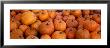 Pumpkins by Panoramic Images Limited Edition Print