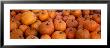 Pumpkins by Panoramic Images Limited Edition Print