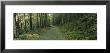 Trees In A National Park, Shenandoah National Park, Virginia, Usa by Panoramic Images Limited Edition Print